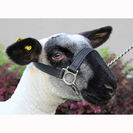 FIRST CLASS HALTER- LAMB AND GOAT