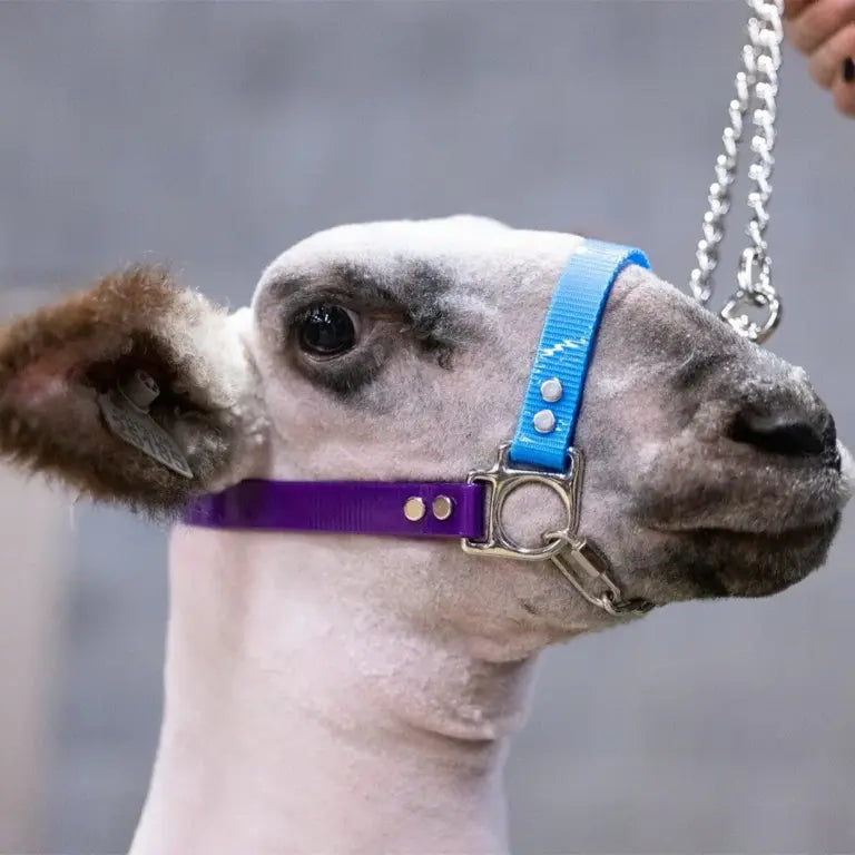 Next Level Chain Halters