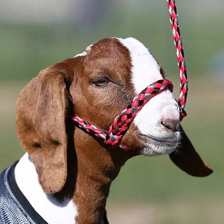 Soft Braid Sheep & Goat Halter