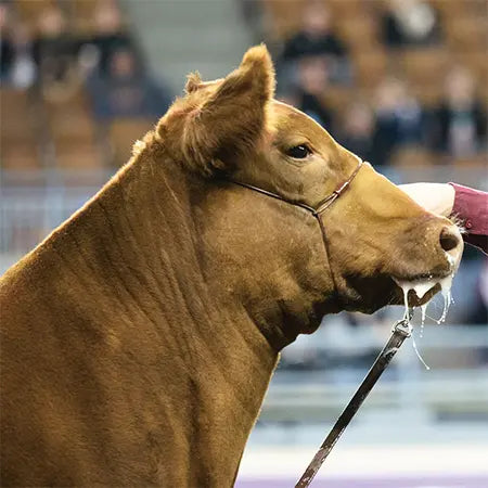 Strong Hold Cable Cattle Halter