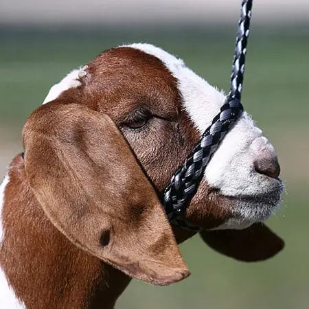 Soft Braid Sheep & Goat Halter