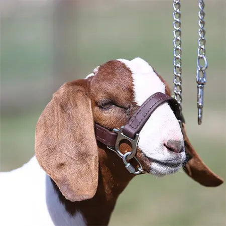FIRST CLASS HALTER- LAMB AND GOAT
