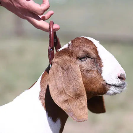 Sullivan Leather Handle Goat Collar w/ Chain