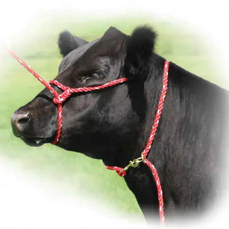 Rope Halter/ Cattle