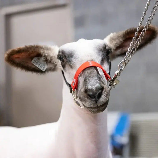 Next Level Chain Halters