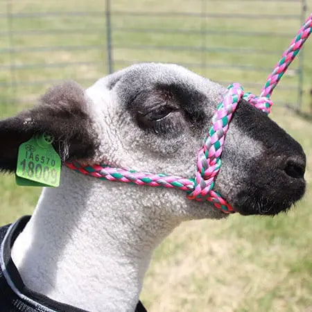 Soft Braid Sheep & Goat Halter