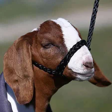 Soft Braid Sheep & Goat Halter
