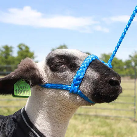 Soft Braid Sheep & Goat Halter