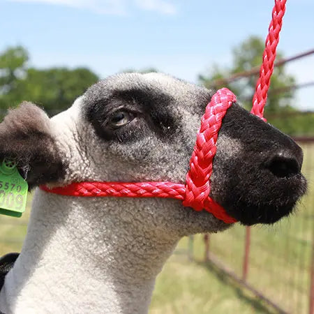 Soft Braid Sheep & Goat Halter