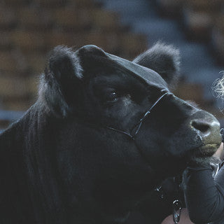 Strong Hold Cable Cattle Halter