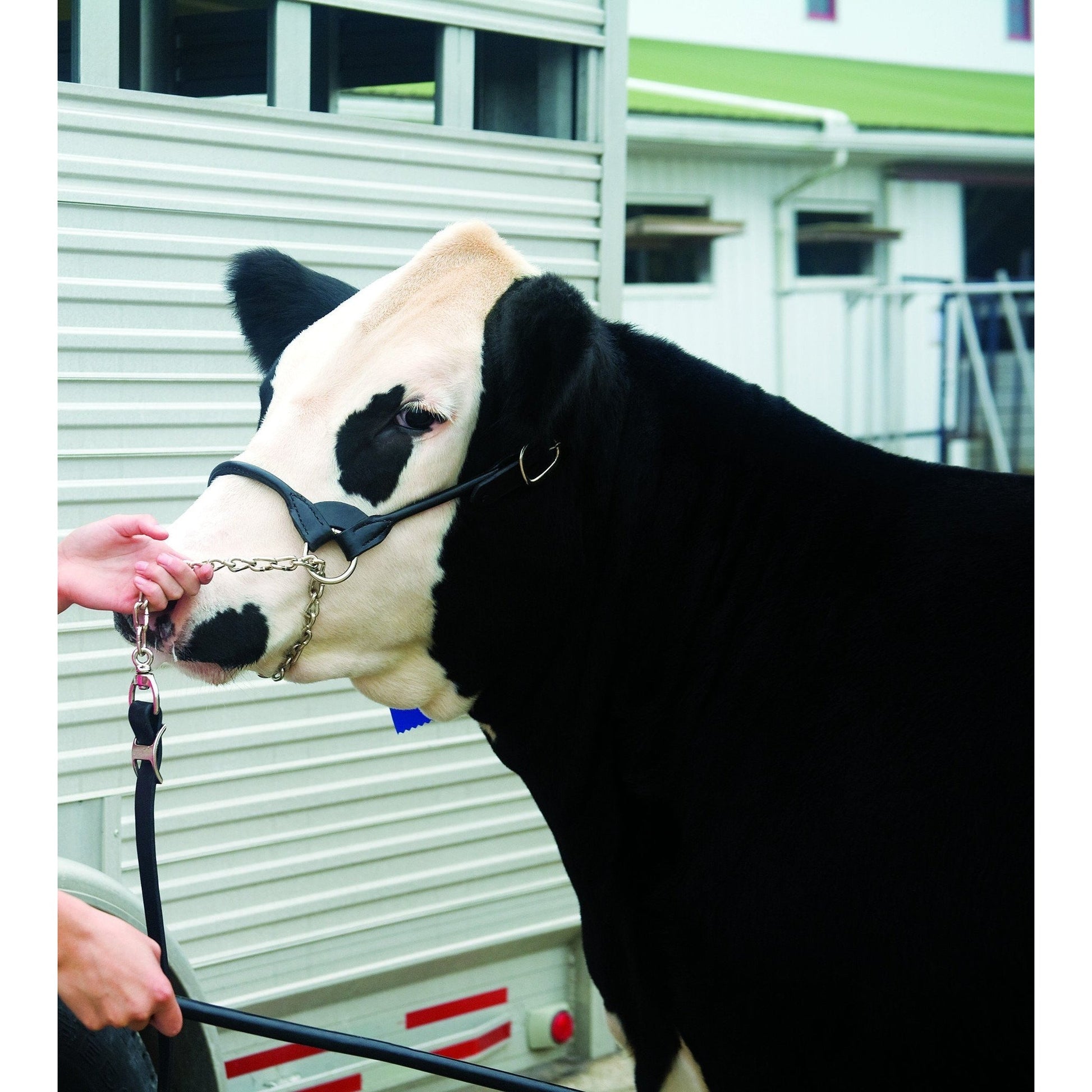 Round Show Halter, Black, Sizes S, M, L, XL-Weaver Leather Livestock-Ludlow Livestock Supply